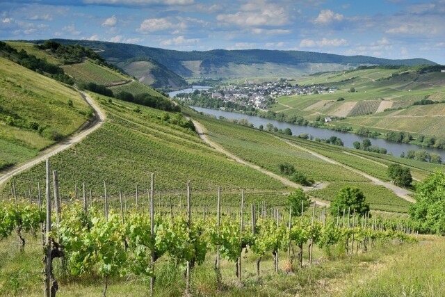 Wein Region 